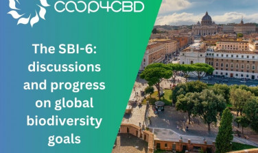 Featured image for The SBI-6: discussions and progress on global biodiversity goals
